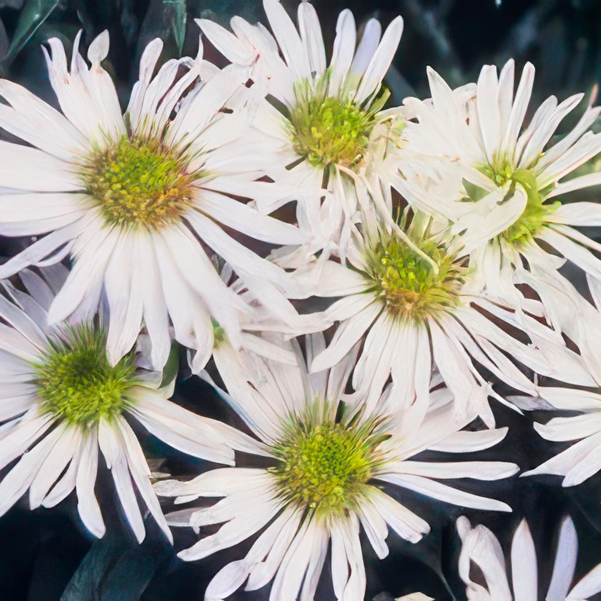 Aster ageratoides 'Ashvi' –  24 Pflanzen – weiße Herbstaster – blühfreudig – Ø9cm – ↕10–25cm – pflegeleicht – winterhart – Sonnengarten-0
