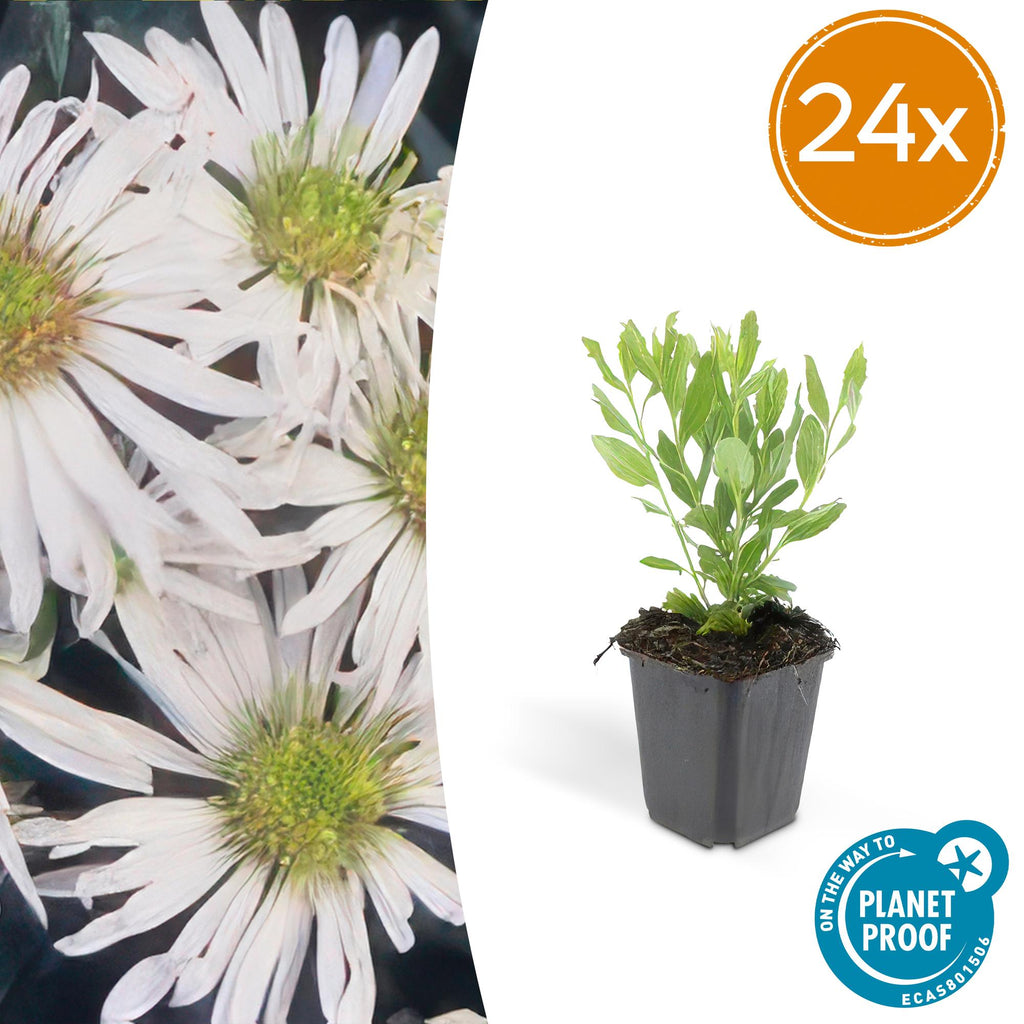 Aster ageratoides 'Ashvi' –  24 Pflanzen – weiße Herbstaster – blühfreudig – Ø9cm – ↕10–25cm – pflegeleicht – winterhart – Sonnengarten-4